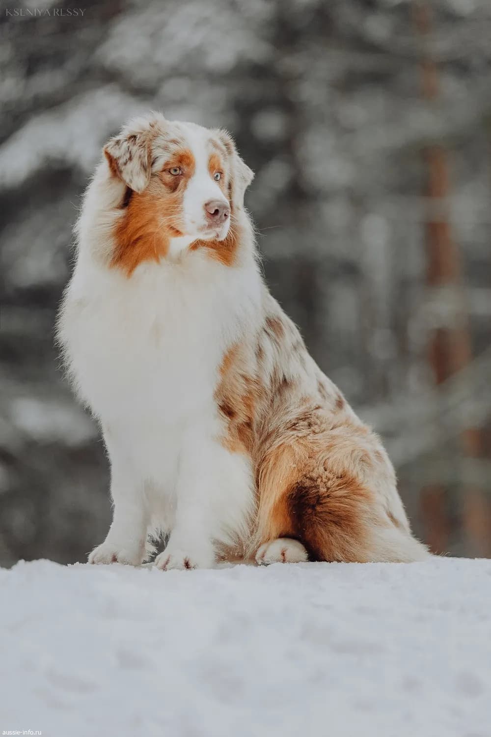 Австралийская овчарка Флай Proudness of the Pack